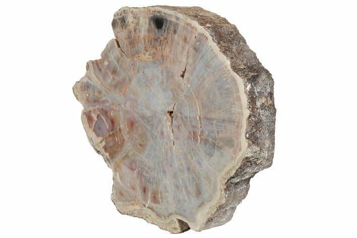 Polished, Petrified Wood (Araucarioxylon) Round - Arizona #193694